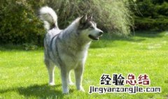 如何养好阿拉斯加雪橇犬 想养阿拉斯加犬雪橇犬,给个建议