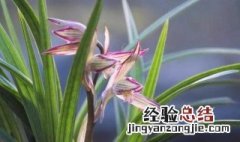 兰花风水学 兰花风水寓意