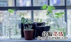 铜钱草可爱易养 铜钱草可爱易养吗图片