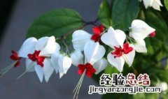 龙吐珠花怎么养 龙吐珠花怎么养?要注意什么?