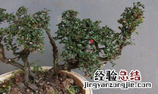 荀子怎么栽容易活 白花荀子和红花荀子哪个好