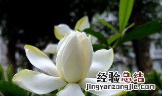 家里养栀子花吉利吗 镇宅最吉利的三种花