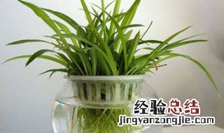 水培吊兰的养殖方法和注意事项 水培吊兰的养殖方法和注意事项介绍