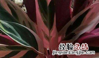 七彩竹芋的养殖方法和注意事项 冬天需要搬到室内吗