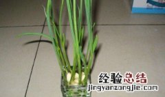 家庭大蒜种植方法 需要什么土呢