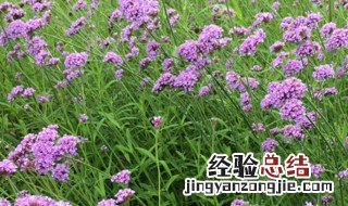 种马鞭草方法 怎么种植马鞭草