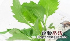 翠菊栽培方法 如何栽翠菊