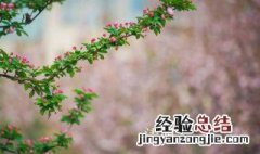 清明节上坟供品讲究什么 清明节上坟供品讲究