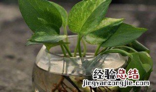 常见的水培植物有哪些 常见50种水生植物