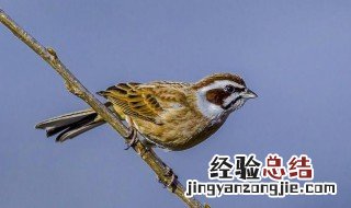 为什么不能养喜鹊 为什么养喜鹊不吉利