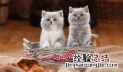 捡来的猫为什么不能养 捡来的猫不能养的原因