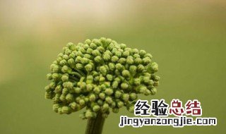 三七种植方法 三七花的养殖方法