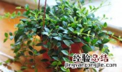 吊篮植物的养殖方法 吊篮绿植怎么养