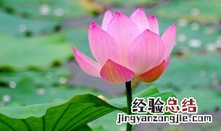 荷花怎么养在花瓶里好 荷花怎么养在花瓶里