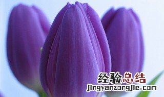 紫色郁金香千万不能乱送 紫色的郁金香