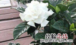 小叶栀子花可以养在室内吗 栀子花可以养在室内吗