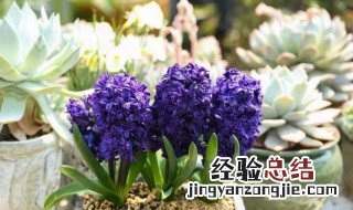 风信子花期是几月到几月 风信子花期是几月