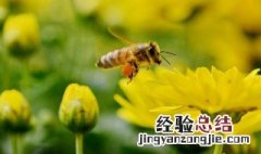 蜜蜂防螨方法 需要准备什么呢