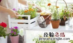 家里养什么植物招财转运 家里养什么植物招财