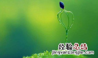 绿色的意思代表什么意思 绿色代表什么啊
