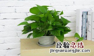 大叶绿萝冬季的养殖方法和注意事项视频 大叶绿萝冬季的养殖方法和注意事项