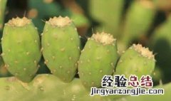 仙人掌果怎么种植视频 仙人掌果怎么种