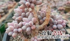 婴儿手指多肉植物的养殖方法 婴儿手指多肉的养殖方法和注意事项