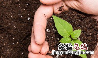 白豆怎么种植方法如下 白豆种植时间及方法