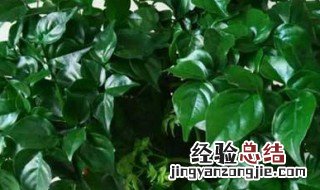 幸福树分盆方法 怎么分盆幸福树