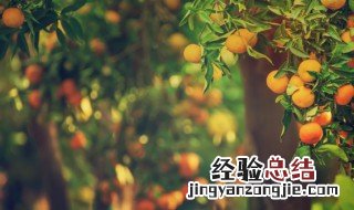 橘子需要放冰箱吗 橘子需要放冰箱吗夏天