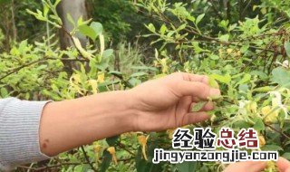 金银花果实能泡茶喝吗功效 金银花果实能泡茶喝吗