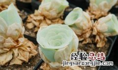 山地玫瑰多肉植物的养殖方法 多肉山地玫瑰用什么土种