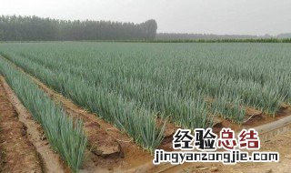 防葱倒的方法 怎样预防大葱倒伏