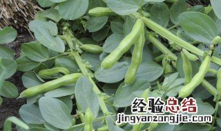 豆类种植时间和生长期 各种豆类种植时间和生长期