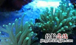 珊瑚珠养殖方法 如何养殖珊瑚珠