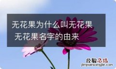 无花果为什么叫无花果 无花果名字的由来