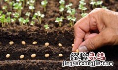 长豆种植技术 长豆种植方法和时间