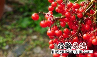 朱砂根的果实能繁殖吗视频 朱砂根的果实能繁殖吗