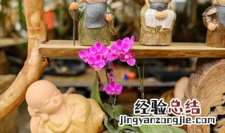 胡蝶兰开完花后如何养在开花 胡蝶兰花开过一次下次啥时候开