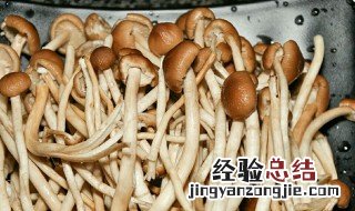 新鲜茶树菇怎么洗干净 怎么清洗茶树菇