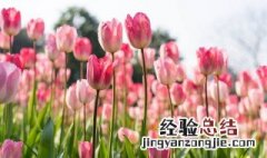 郁金香几月份种植最好 郁金香适合什么时候种植?