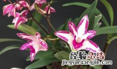 紫蝶石斛怎么养 紫蝶石斛怎么养开花香吗