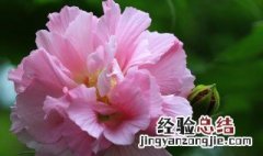 芙蓉花的养殖方法和注意事项 芙蓉花如何养殖