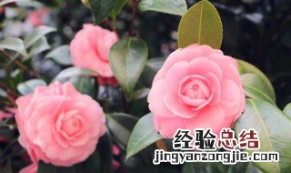 山茶花可以在室外养吗 山茶花可以养在室内吗