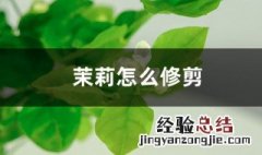 茉莉花剪枝的方法 4种修剪技巧让茉莉花快速爆盆