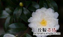 茶花室内养殖方法 温度应该控制在什么范围