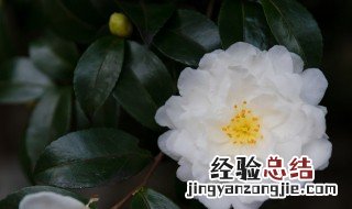 茶花室内养殖方法 温度应该控制在什么范围