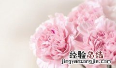 25朵康乃馨花语 26朵康乃馨的花语