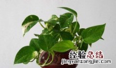 绿萝花水种方法 养绿萝花要先了解这个