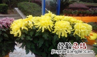 盆栽菊花如何养 盆栽菊花怎么养才好